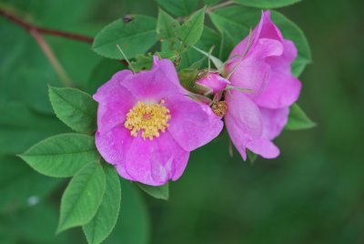 Rosa palustris - růže bahenní